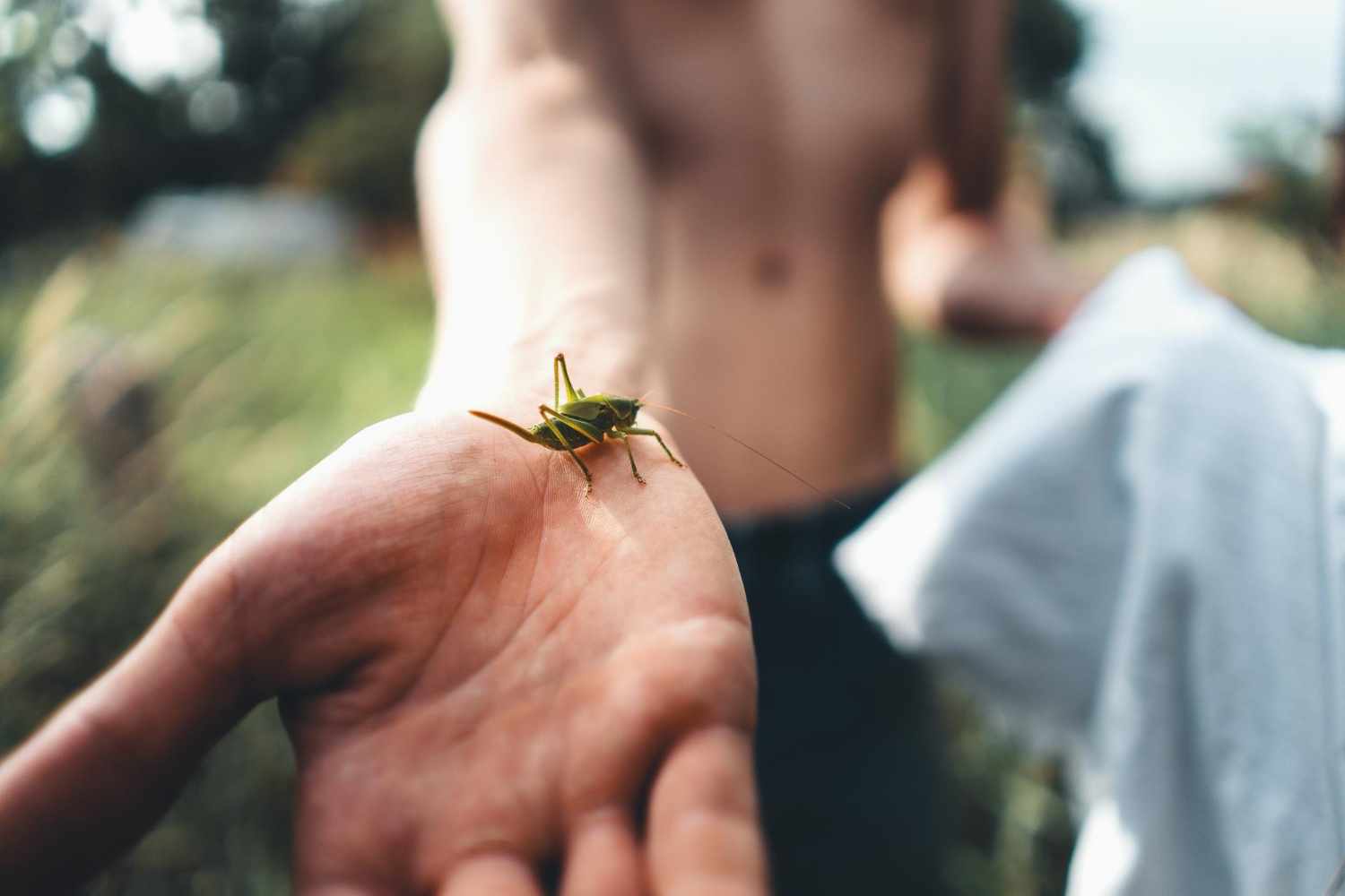 Απαλλαγείτε από τα έντομα με φυσικό τρόπο