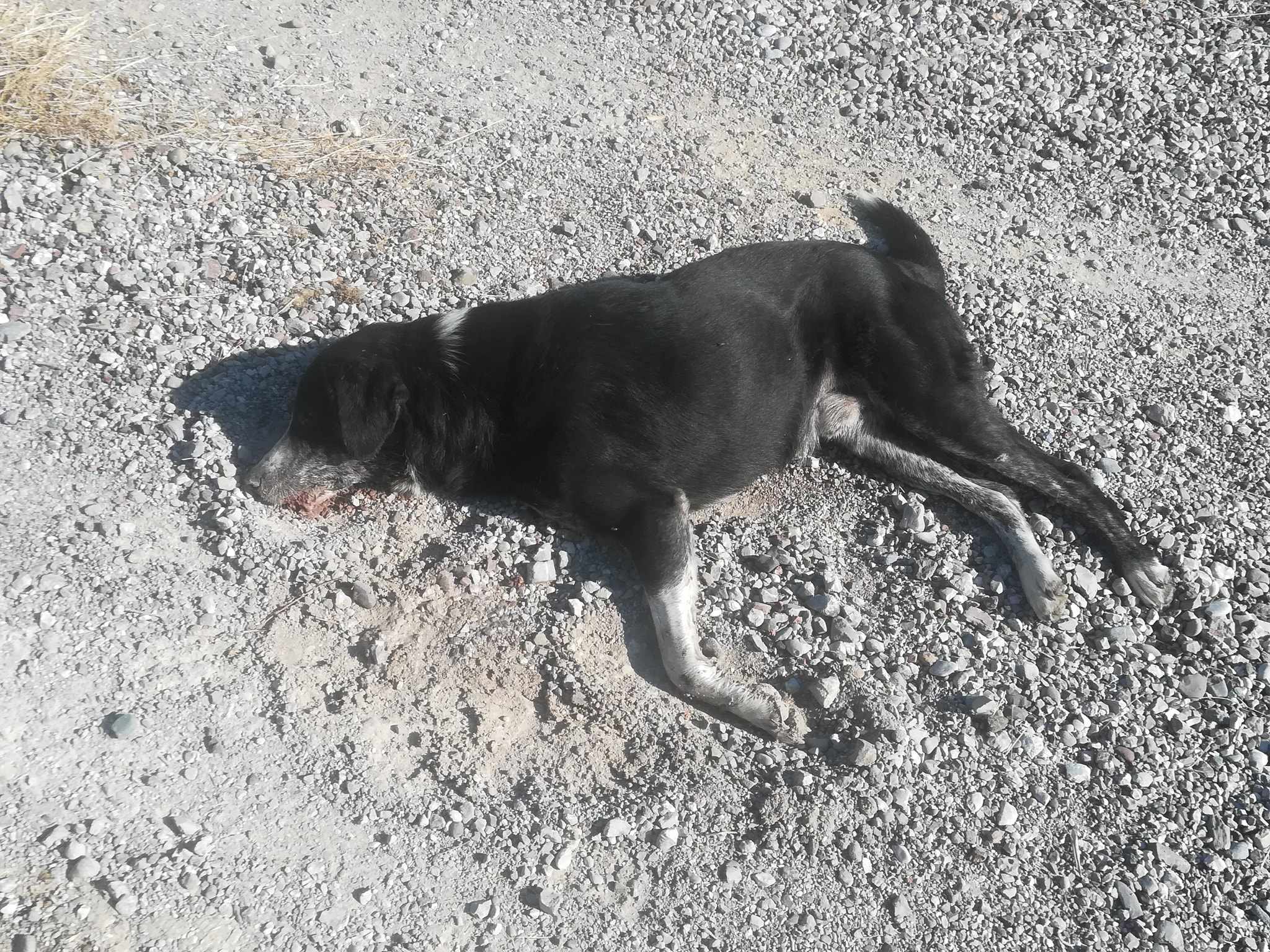 Συνελήφθη άντρας ηλικίας 90 ετών αφού φέρεται να προκάλεσε το θάνατο αδέσποτου σκύλου