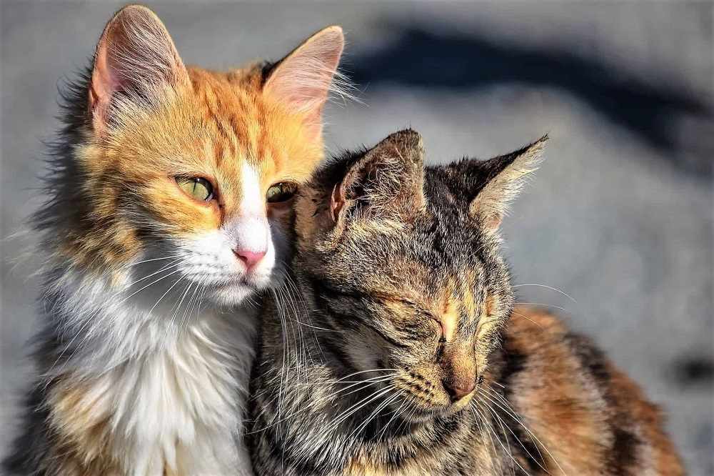 Σωματείο σχεδιάζει θεματικό πάρκο για αδέσποτες γάτες στη Λεμεσό