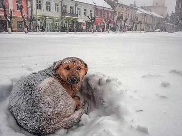 Ένα 10χρονο κορίτσι επιβίωσε στους -11°C αγκαλιάζοντας έναν αδέσποτο σκυλάκο