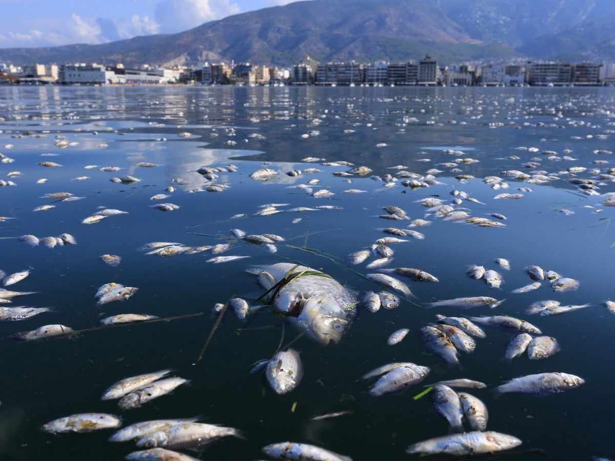 Πρωτοφανείς εικόνες με χιλιάδες νεκρά ψάρια στο λιμάνι