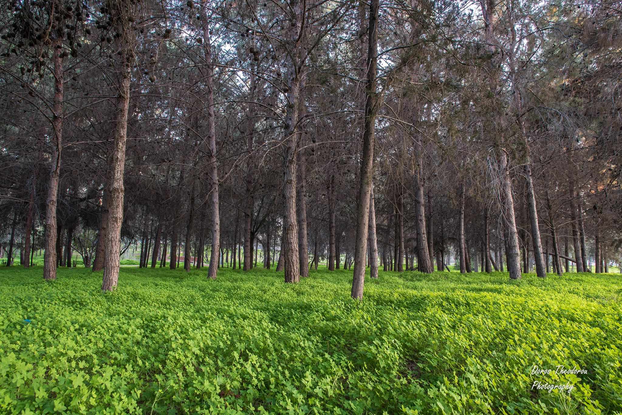 Let's Do it! Cyprus: Let's clean Akadimias Forest Park!