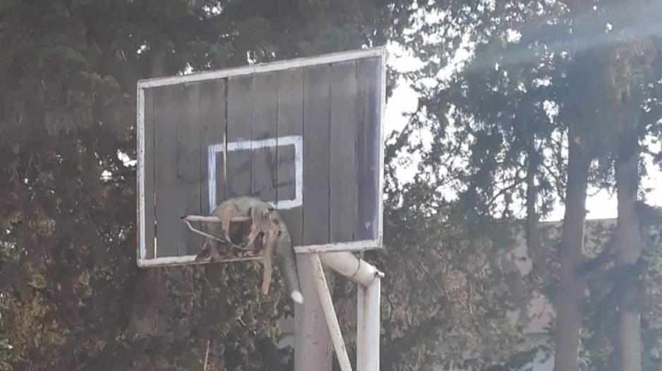 Δολοφονία Αλεπούς στο Δασάκι Άχνας