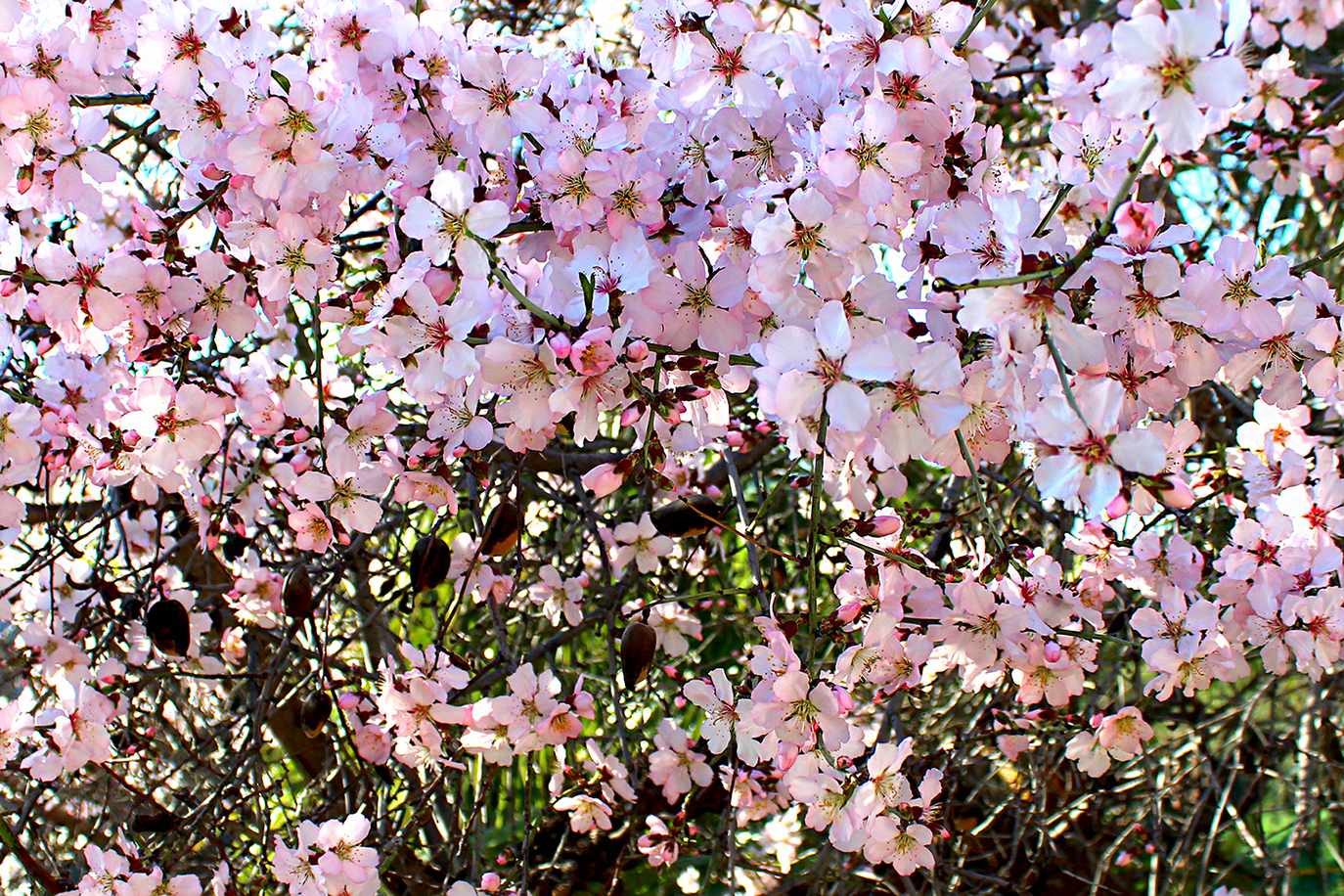 Blossomed almond tree