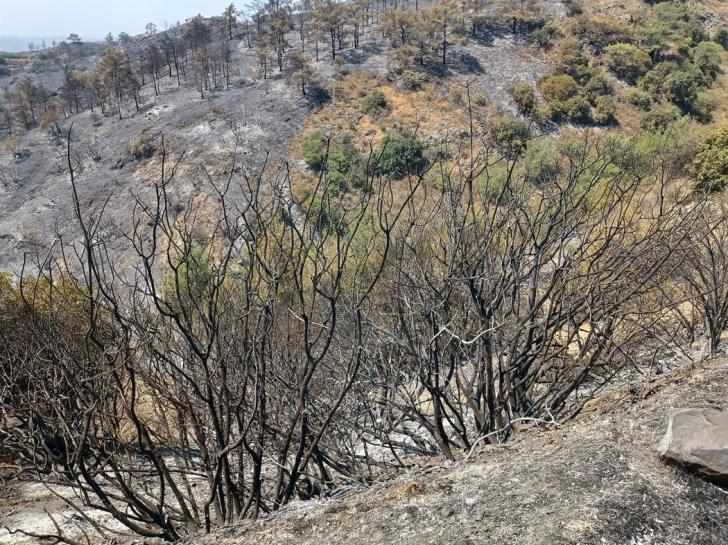 Πάλεψαν να ανέβουν τη βουνοπλαγιά πριν καούν οι 4 Αιγύπτιοι