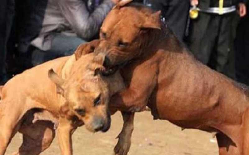 Έκαναν σκυλομαχίες και τις ανέβασαν στο διαδίκτυο