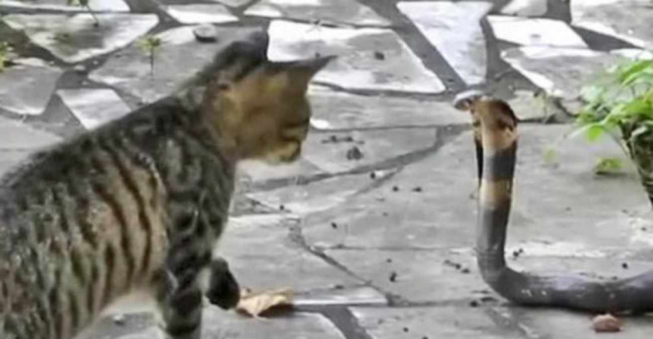 Κύπρος: Γάτες κατασπαράζουν φίνα