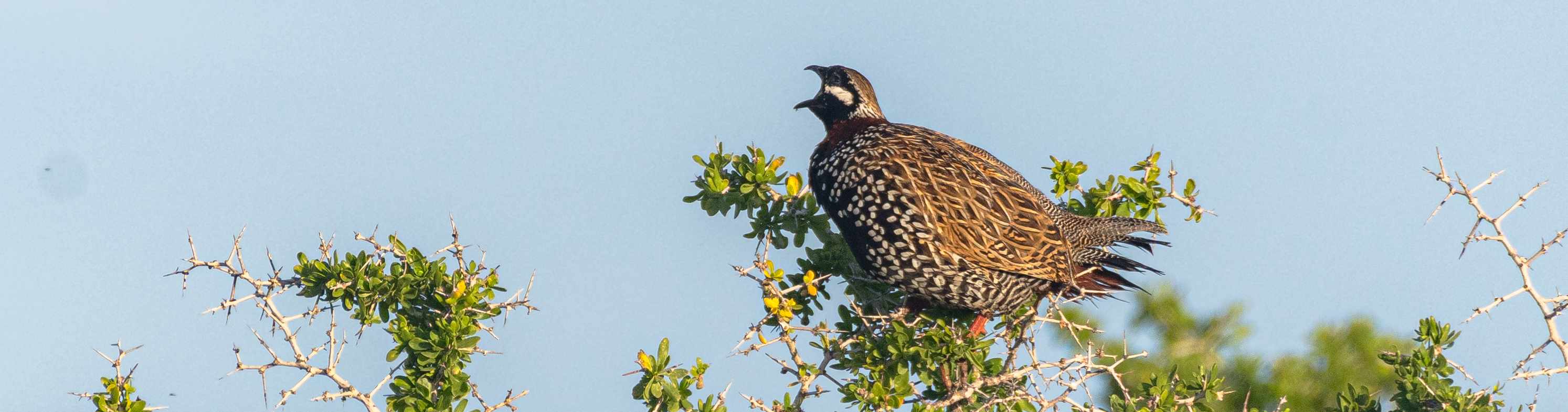 Birdwatching or Birding in Cyprus