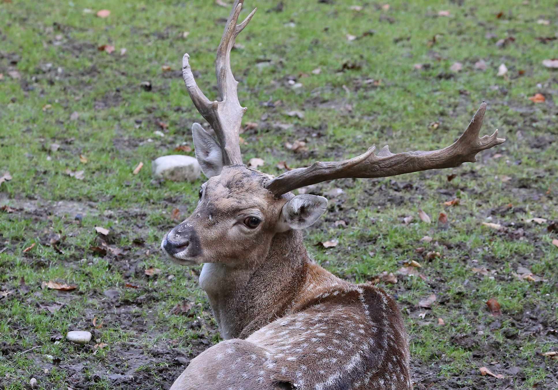 Dama dama mesopotamica deer of Cyprus