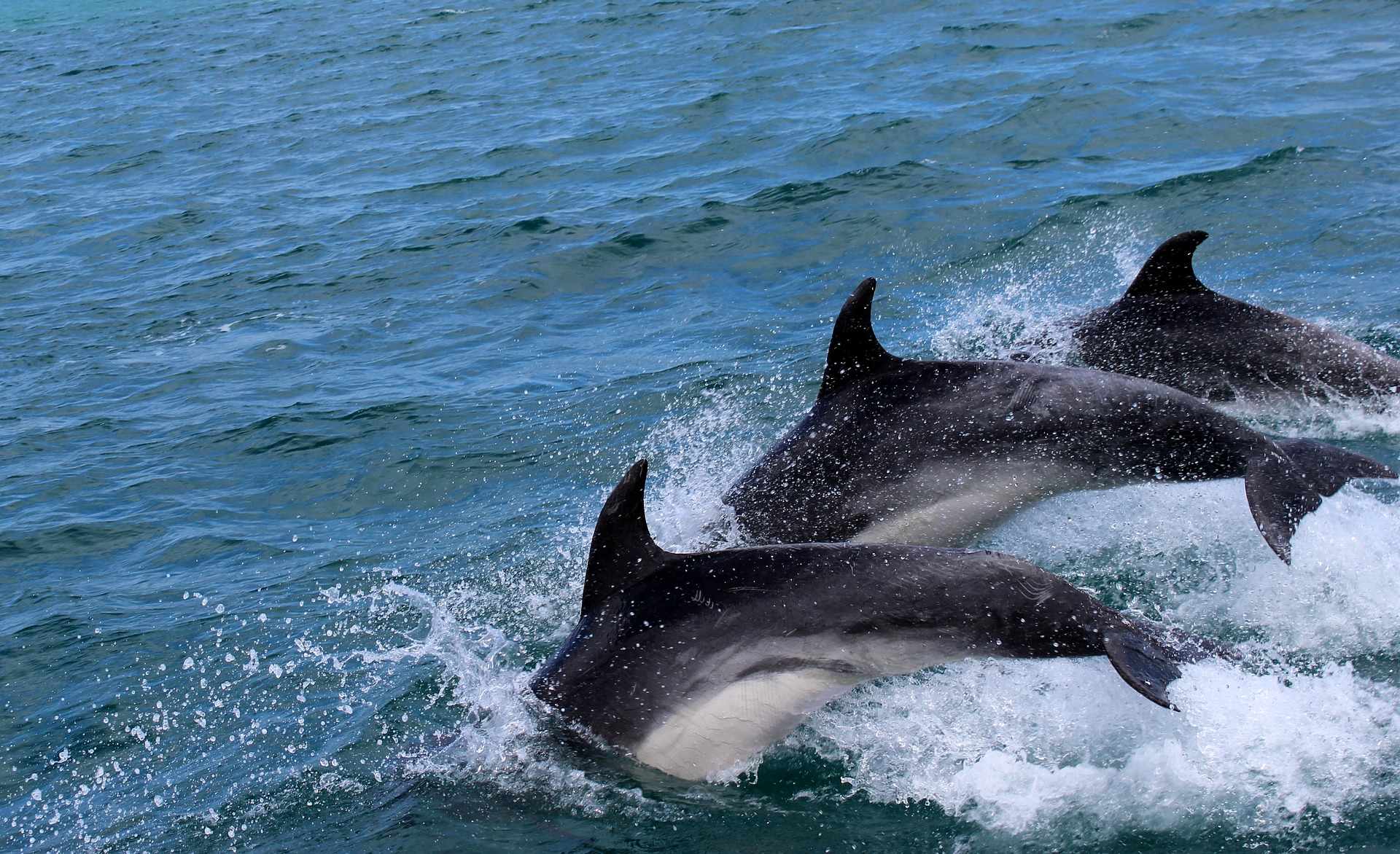 Μακροβούτια δελφινιών στο Κάβο Γκρέκο