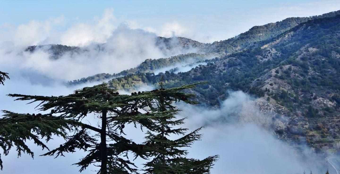 Εβδομάδα του Δέντρου με εκδηλώσεις και δωρεάν δενδρύλλια