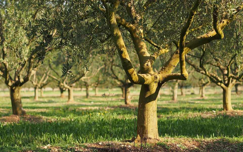 «Φεστιβάλ Αιωνόβιας Ελιάς» στις Αγγλισίδες