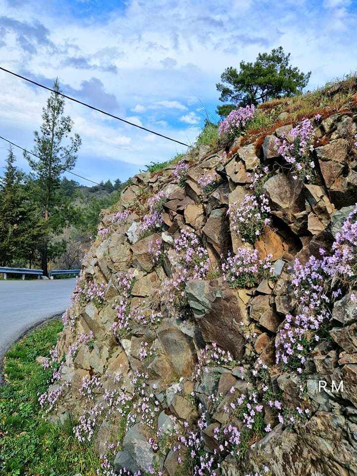 Ένας ανθισμένος βράχος στο Φικάρδου δίνει ένα θέαμα πανέμορφο