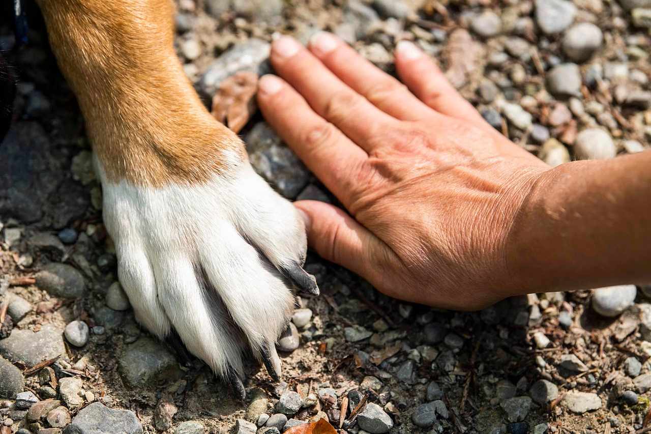 Πρόταση νόμου ρυθμίζει την πρόσβαση ΑμεΑ με σκύλο βοηθείας
