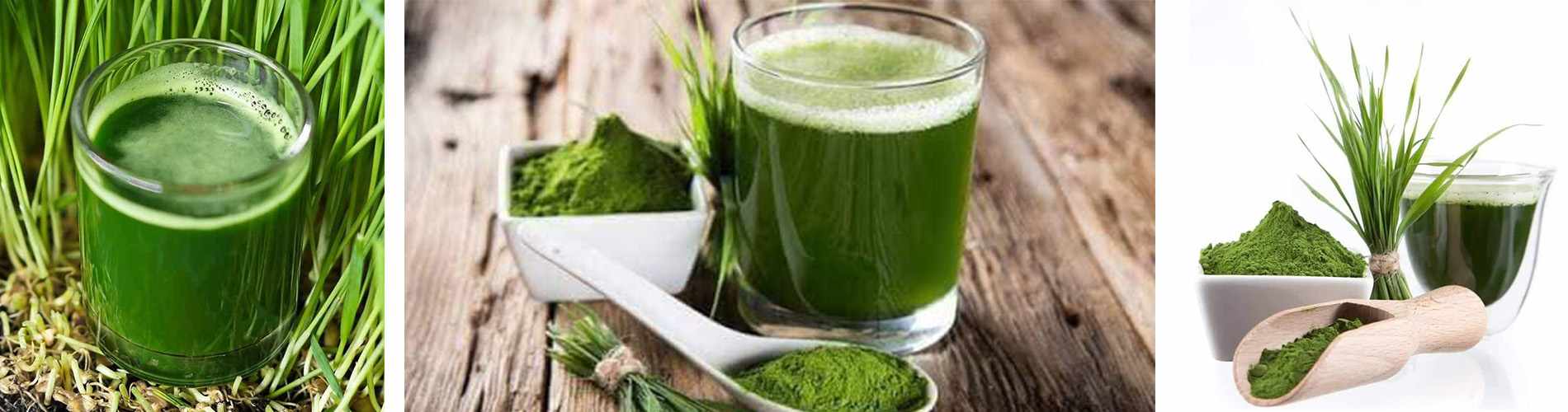 Organic Barley Juice