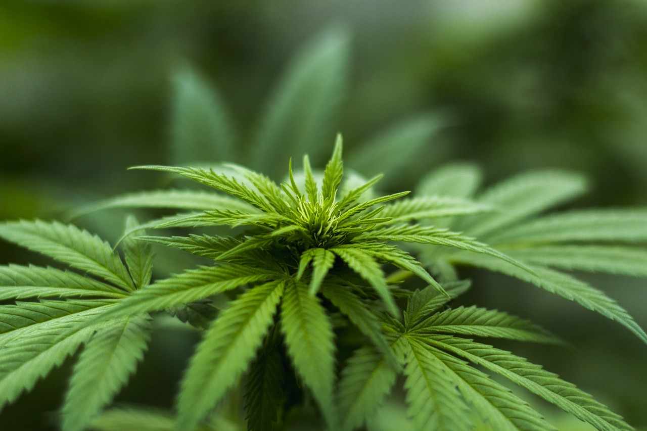 Xρήση κάνναβης κατά την εφηβική ηλικία