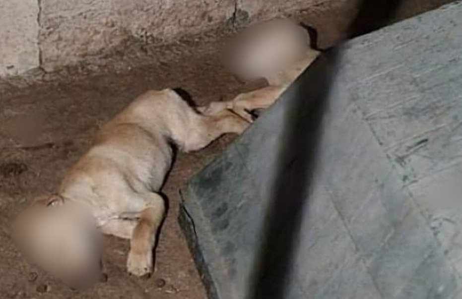 Σκυλιά πέθαναν από το κρύο...