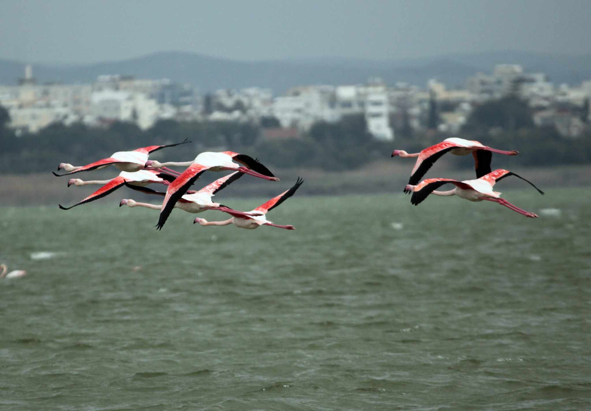 Autumn Bird Migration Celebration