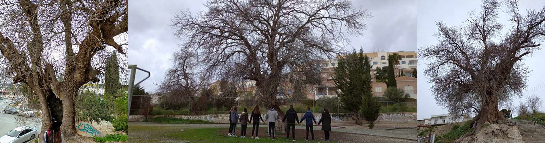 Γεροσκήπου: Ένας Αιωνόβιος Γίγαντας στην Αυλή του Γυμνασίου