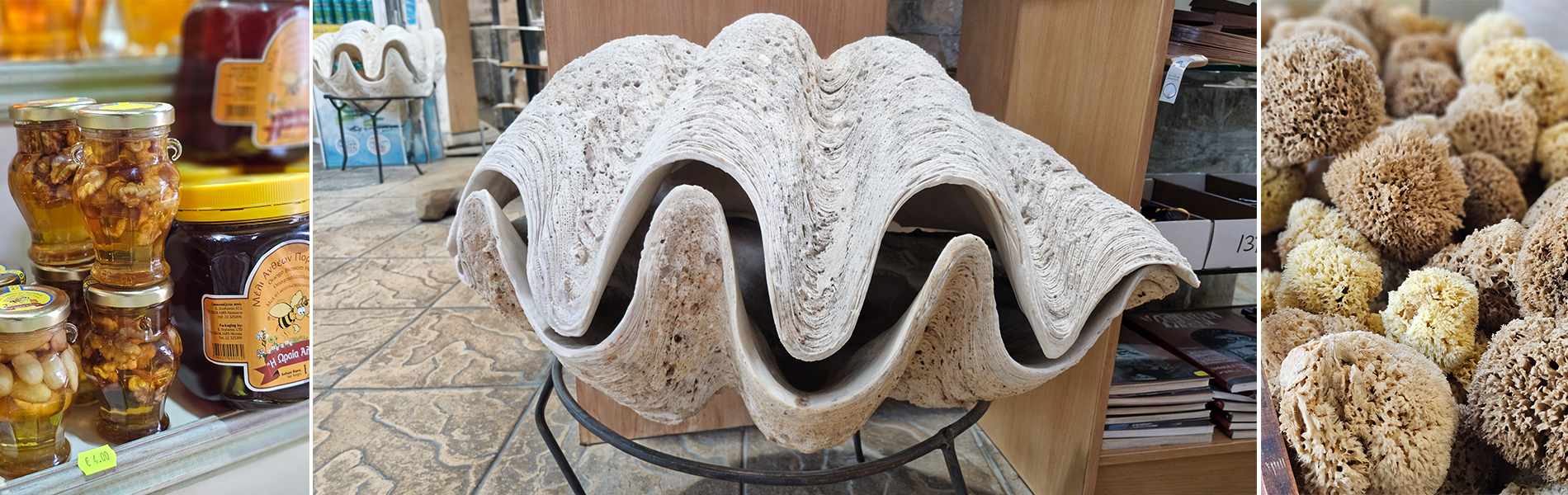 Discover Rare Tridacna Gigas Clam Shells