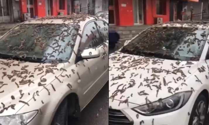 Κίνα: Άνοιξαν οι ουρανοί και αντί για νερό «έβρεξε» φύλλα