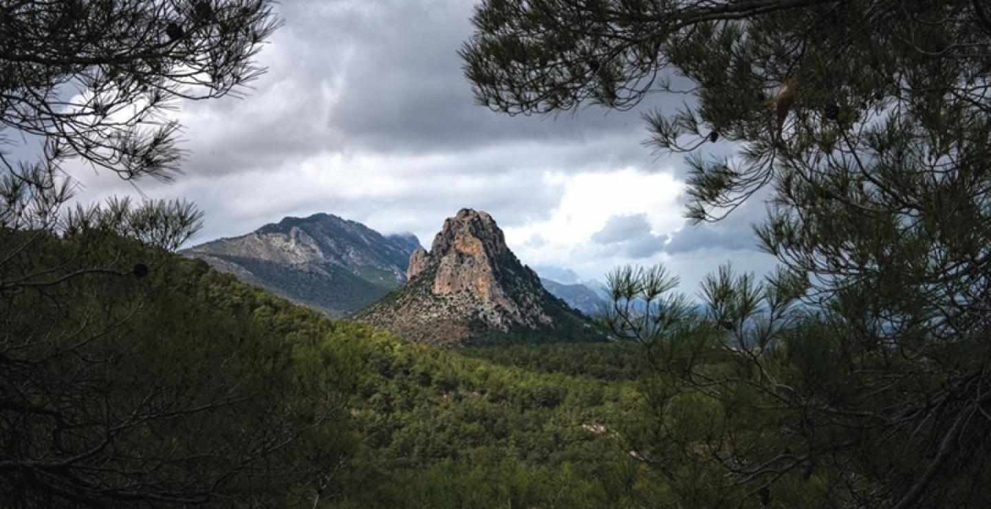 Ταινία: «Πενταδάκτυλος, τόσο κοντά ...μα τόσο μακριά»