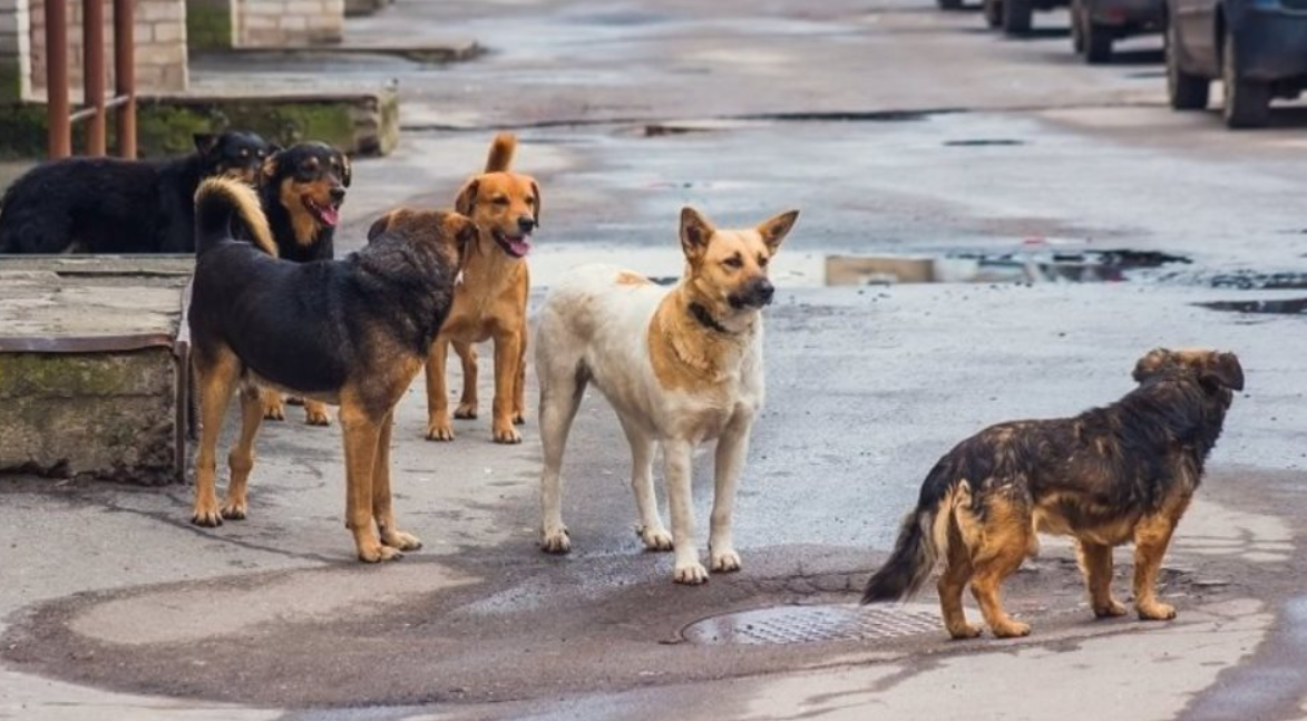 Αδέσποτοι σκύλοι απειλούν το Δάσος Πάφου
