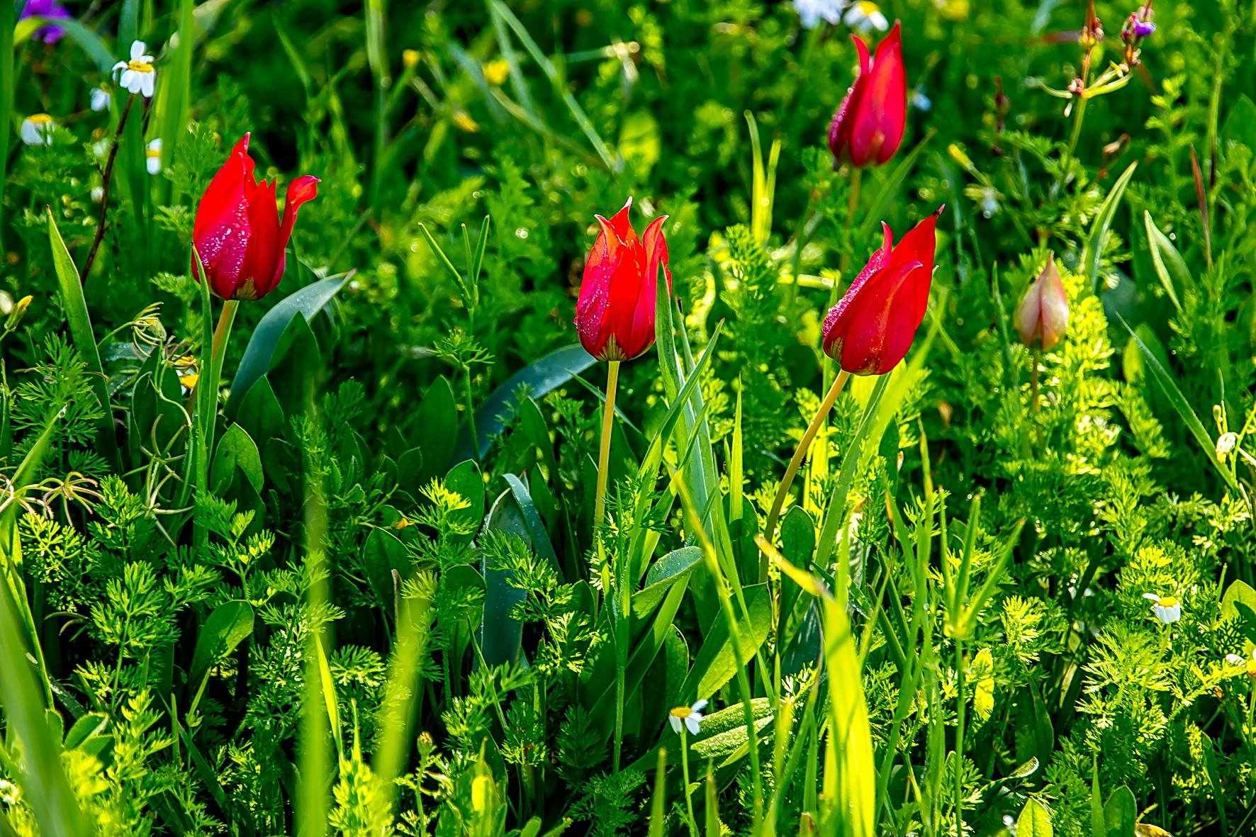 The Polemi village of Pafos is preparing for "The Annual Festival of the Wild Tulip 2018"...