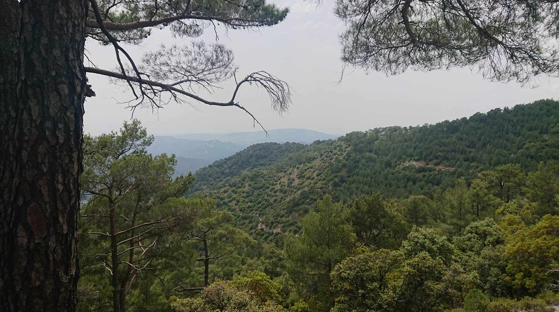 Το δάσος είναι ζωή…