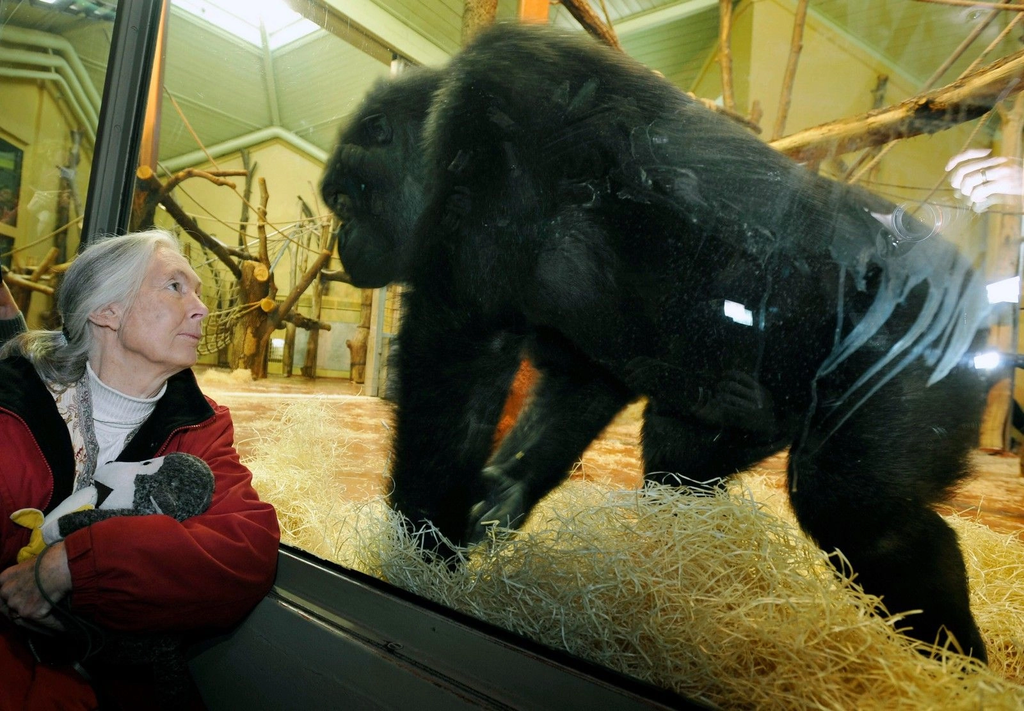 Έφυγε από τη ζωή η θρυλική πρωτευοντολόγος Jane Goodall