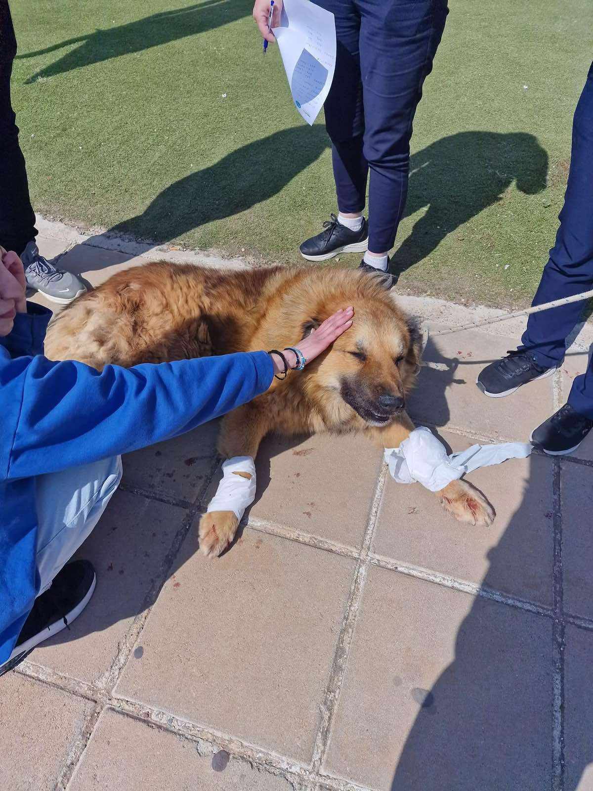 Έδεσε σκύλο σε διπλοκάμπινο, τον τραβούσε στο δρόμο