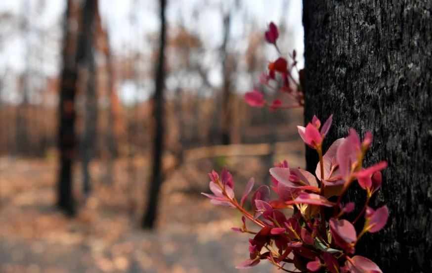 Θαυματουργό φυτικό τζελ που θα «αναγεννά» τα καμένα δάση σχεδίασαν φοιτητές του ΑΠΘ