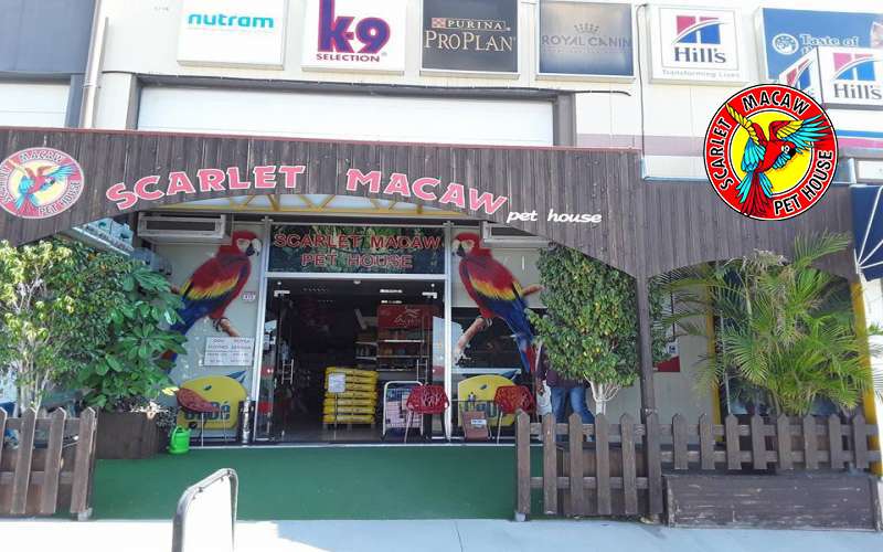 Scarlet Macaw Petshop