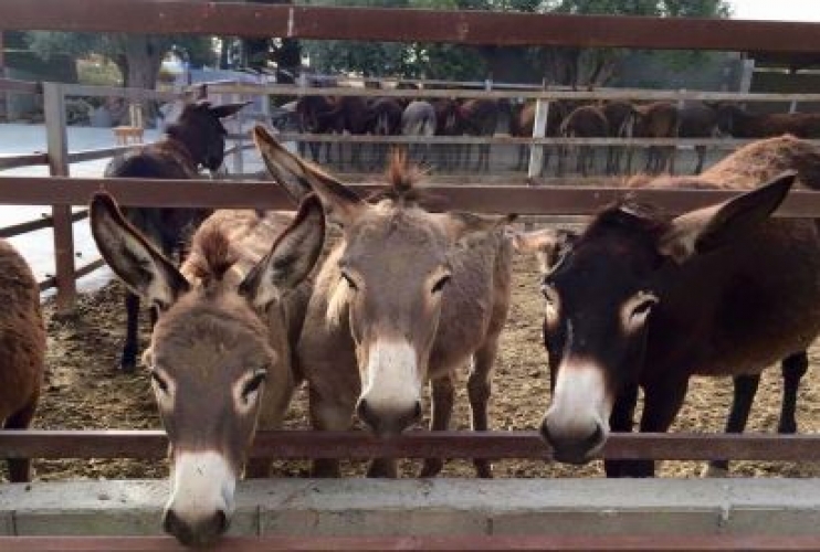 Golden Donkeys Farm